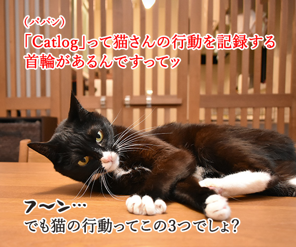 Catlog(キャトログ) 猫さんの行動を記録する首輪があるんですってッ