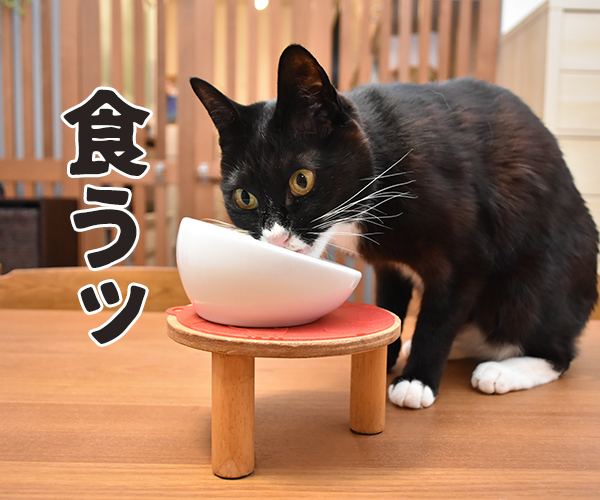 Catlog(キャトログ) 猫さんの行動を記録する首輪があるんですってッ　猫の写真で４コマ漫画　２コマ目ッ