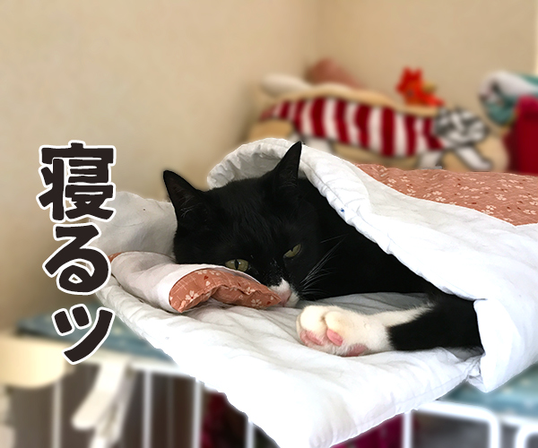 Catlog(キャトログ) 猫さんの行動を記録する首輪があるんですってッ　猫の写真で４コマ漫画　３コマ目ッ