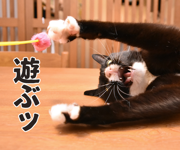 Catlog(キャトログ) 猫さんの行動を記録する首輪があるんですってッ　猫の写真で４コマ漫画　４コマ目ッ