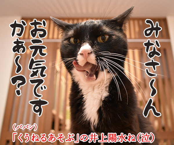 Catlog(キャトログ) 猫さんの行動を記録する首輪があるんですってッ　猫の写真で４コマ漫画　５コマ目ッ