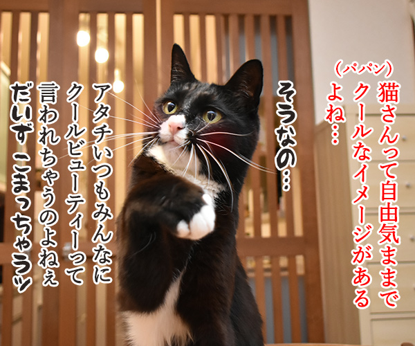 猫さんってクールなイメージがあるよねッ