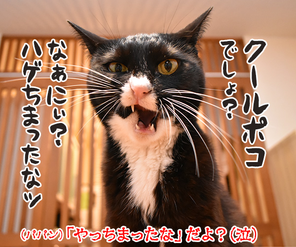 猫さんってクールなイメージがあるよねッ　猫の写真で４コマ漫画　４コマ目ッ