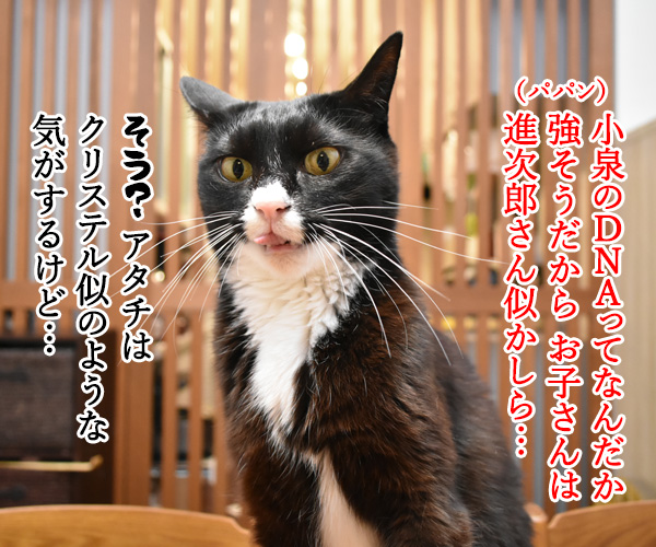 小泉進次郎さん 滝川クリステルさん ご出産オメデトゴザマース　猫の写真で４コマ漫画　２コマ目ッ