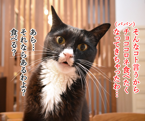 新型コロナウイルスはどこから？　猫の写真で４コマ漫画　３コマ目ッ