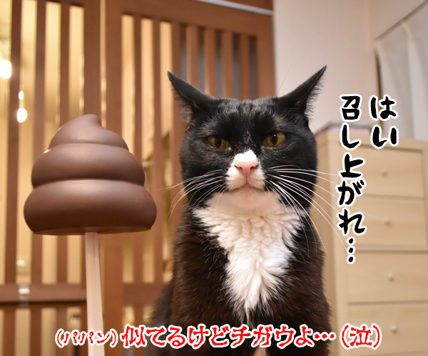 新型コロナウイルスはどこから？　猫の写真で４コマ漫画　４コマ目ッ