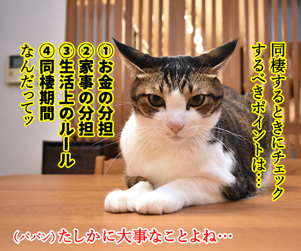 同棲するときにチェックするべきポイントは？　猫の写真で４コマ漫画　１コマ目ッ