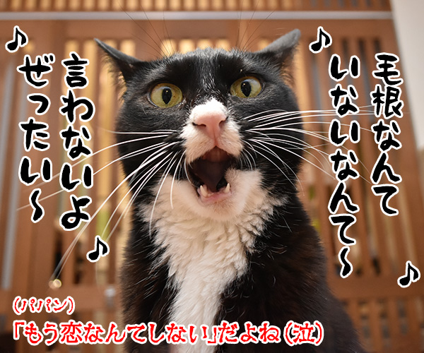 マッキーの曲が配信停止になるのはさみしいのよッ　猫の写真で４コマ漫画　４コマ目ッ