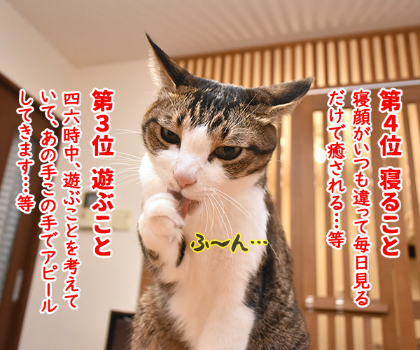 猫飼いさんが思う猫の毎日の生きがいランキングなのよッ　猫の写真で４コマ漫画　２コマ目ッ