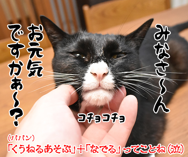 猫飼いさんが思う猫の毎日の生きがいランキングなのよッ　猫の写真で４コマ漫画　４コマ目ッ