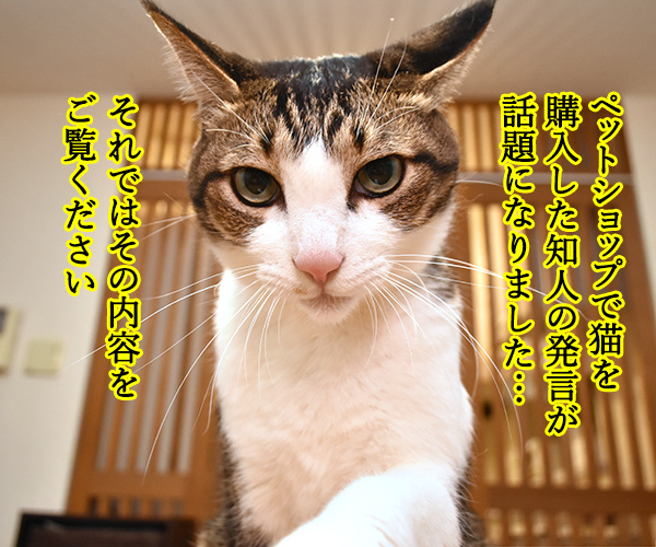 猫さんの価値は金額じゃないのよッ