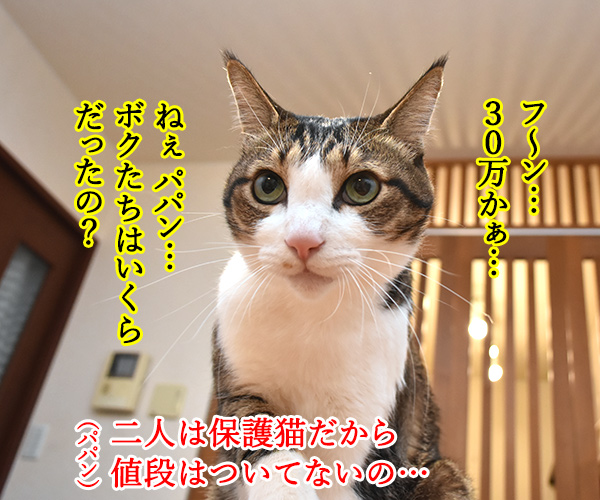 猫さんの価値は金額じゃないのよッ　猫の写真で４コマ漫画　２コマ目ッ