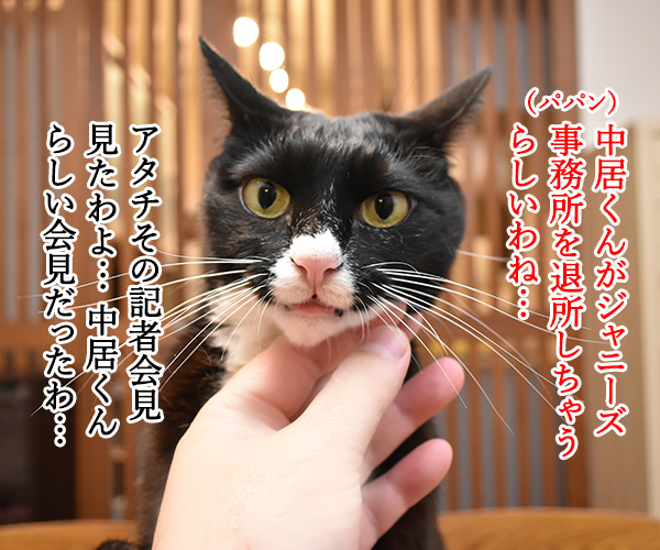 中居くんがジャニーズ事務所を退所しちゃうのよッ　猫の写真で４コマ漫画　１コマ目ッ