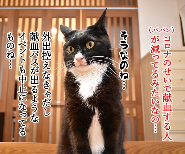 献血に協力する人が減ってるんですってッ　猫の写真で４コマ漫画　１コマ目ッ