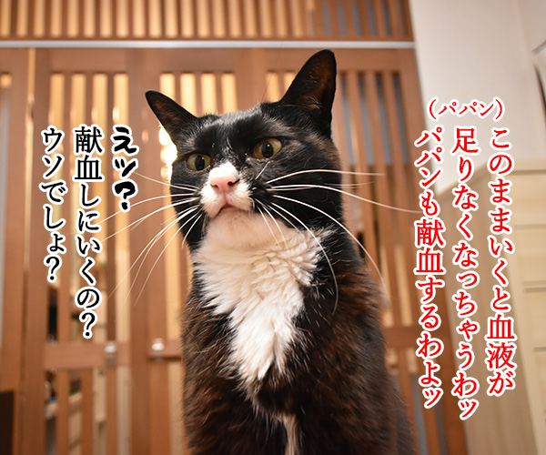 献血に協力する人が減ってるんですってッ　猫の写真で４コマ漫画　２コマ目ッ