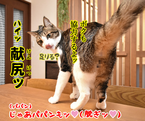 献血に協力する人が減ってるんですってッ　猫の写真で４コマ漫画　４コマ目ッ