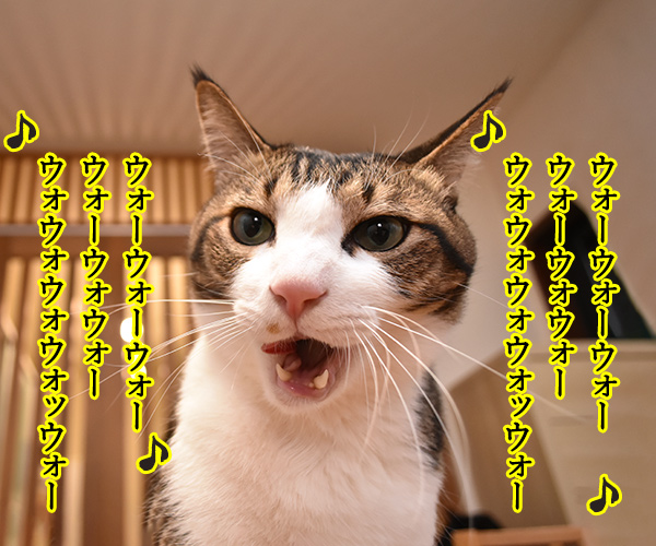 のど自慢大会　其の六　猫の写真で４コマ漫画　２コマ目ッ