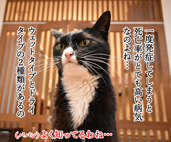 FIP（猫伝染性腹膜炎）はコワイわぁ～　猫の写真で４コマ漫画　２コマ目ッ