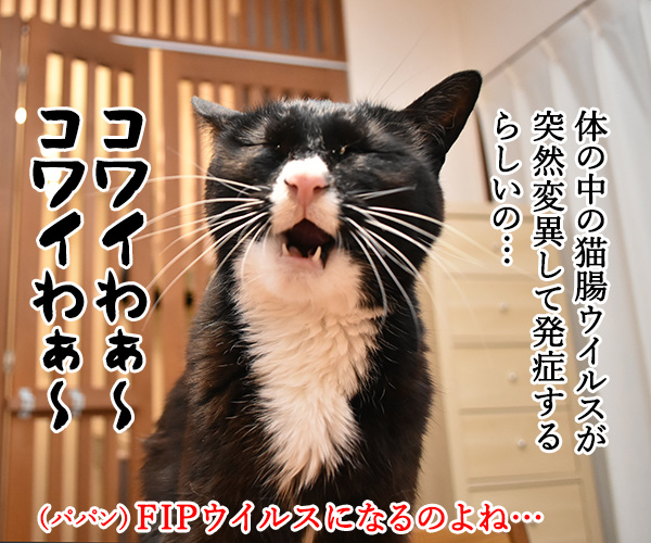 　猫の写真で４コマ漫画　３コマ目ッ