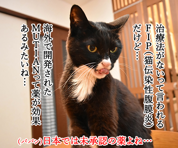 FIPにはMUTIANって薬がいいみたいなのッ　猫の写真で４コマ漫画　１コマ目ッ