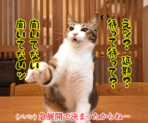 東京オリンピックが一年延期なんですってッ　猫の写真で４コマ漫画　２コマ目ッ