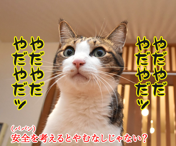 東京オリンピックが一年延期なんですってッ　猫の写真で４コマ漫画　３コマ目ッ