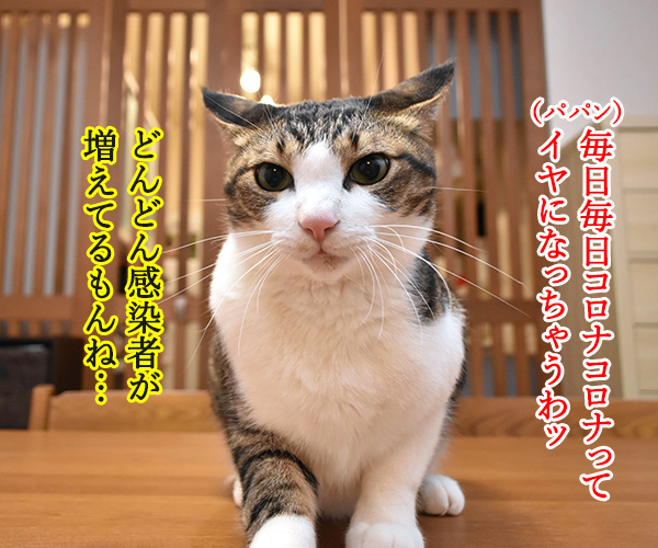 毎日毎日コロナコロナってイヤになっちゃうのよッ　猫の写真で４コマ漫画　１コマ目ッ