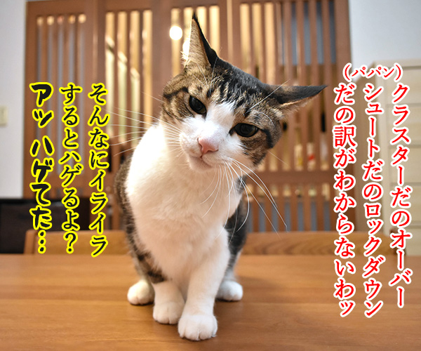 毎日毎日コロナコロナってイヤになっちゃうのよッ　猫の写真で４コマ漫画　２コマ目ッ