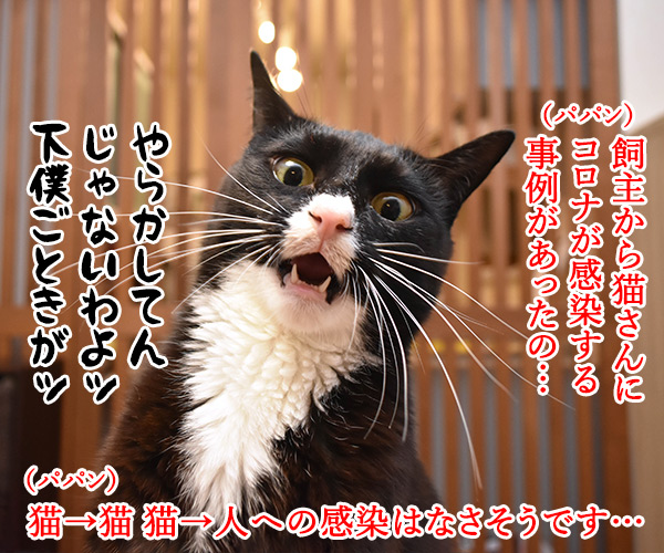 飼主から猫さんにコロナが感染しちゃったのよッ