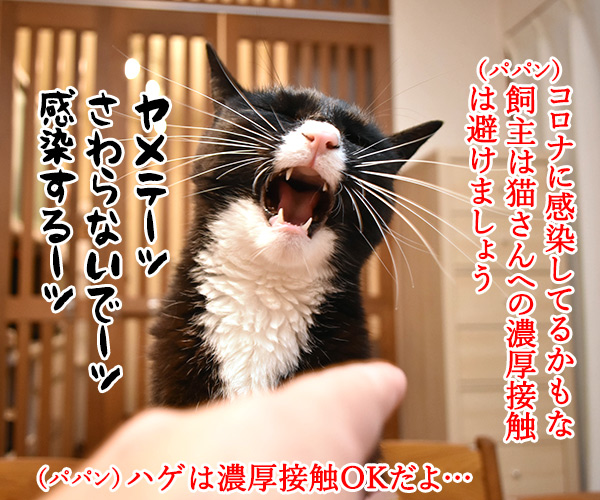 飼主から猫さんにコロナが感染しちゃったのよッ　猫の写真で４コマ漫画　２コマ目ッ