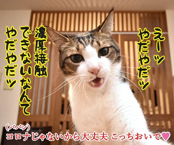 飼主から猫さんにコロナが感染しちゃったのよッ　猫の写真で４コマ漫画　３コマ目ッ