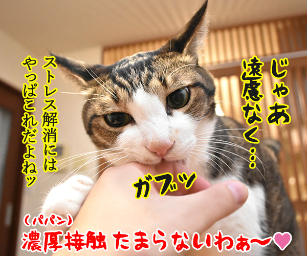 飼主から猫さんにコロナが感染しちゃったのよッ　猫の写真で４コマ漫画　４コマ目ッ