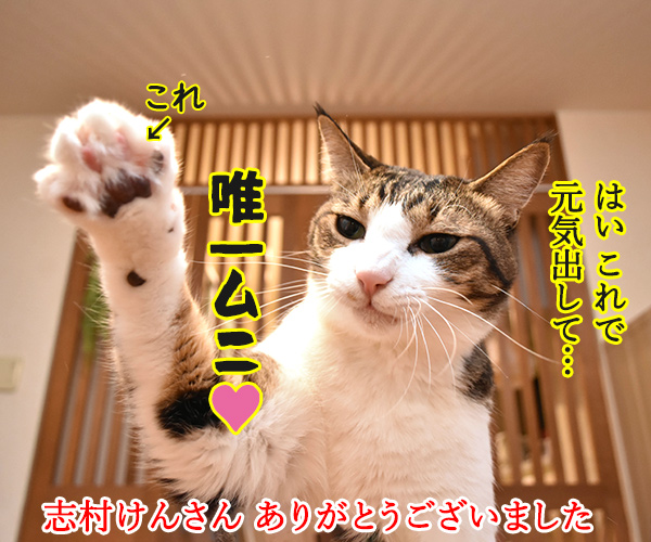 志村けんさんは唯一無二の存在なのよッ　猫の写真で４コマ漫画　４コマ目ッ