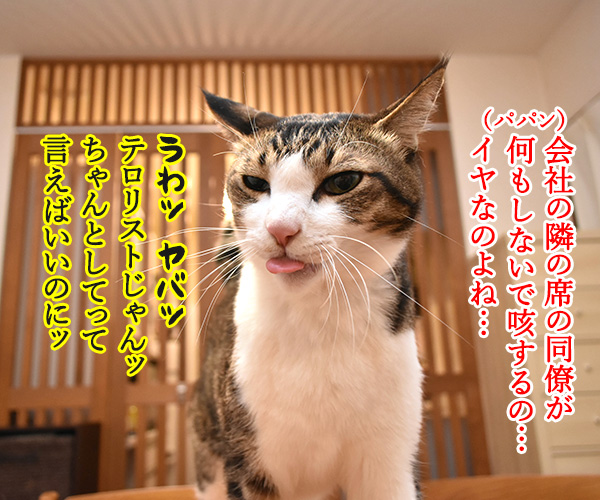 咳エチケットを守って飛沫感染を防ぐのよッ　猫の写真で４コマ漫画　２コマ目ッ