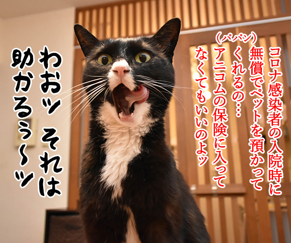 コロナ感染者のペットを無償で預かってくれるんですってッ　猫の写真で４コマ漫画　２コマ目ッ