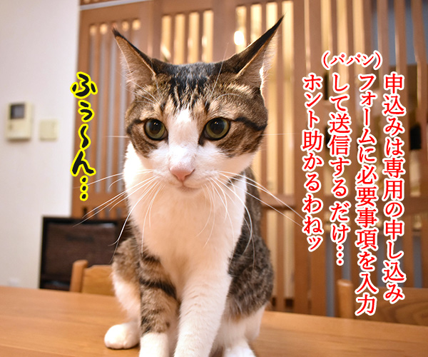 コロナ感染者のペットを無償で預かってくれるんですってッ　猫の写真で４コマ漫画　３コマ目ッ