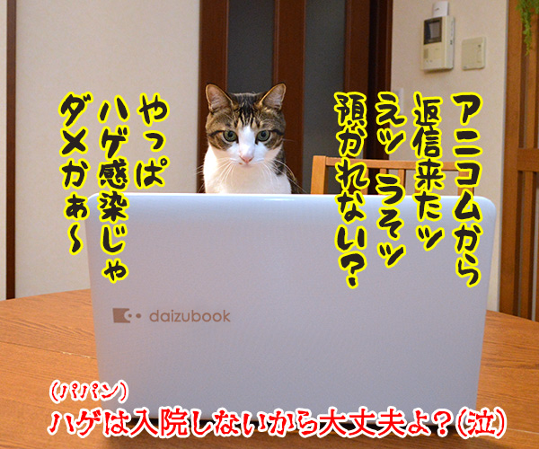 コロナ感染者のペットを無償で預かってくれるんですってッ　猫の写真で４コマ漫画　４コマ目ッ