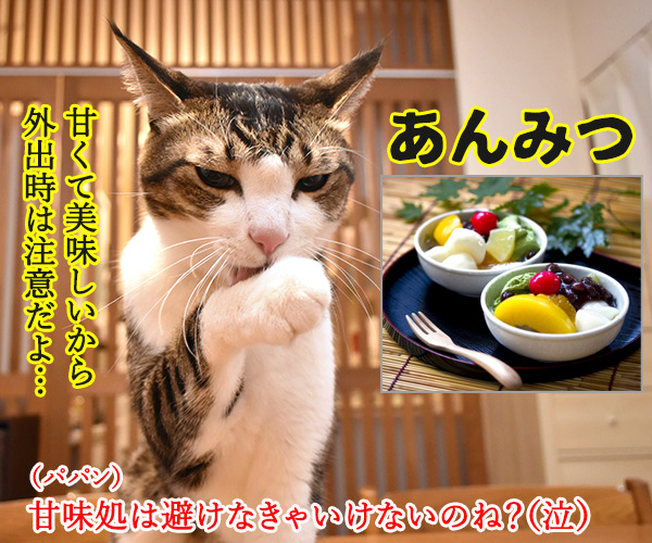 外出時に避けるべき3密とは？　猫の写真で４コマ漫画　２コマ目ッ