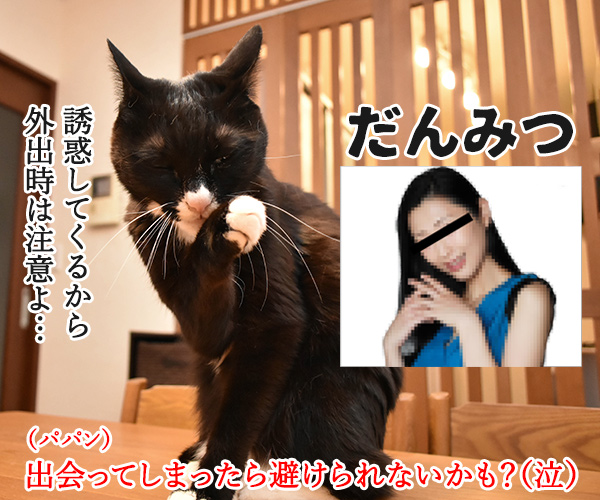 外出時に避けるべき3密とは？　猫の写真で４コマ漫画　３コマ目ッ