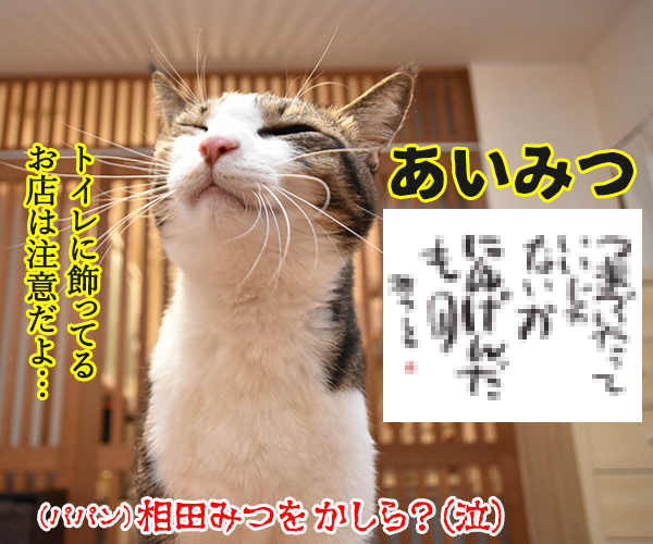 外出時に避けるべき3密とは？　猫の写真で４コマ漫画　３コマ目ッ