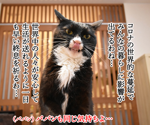 安心して生活できるように一日も早い終息を祈るわッ　猫の写真で４コマ漫画　１コマ目ッ