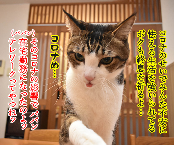 安心して生活できるように一日も早い終息を祈るわッ　猫の写真で４コマ漫画　２コマ目ッ