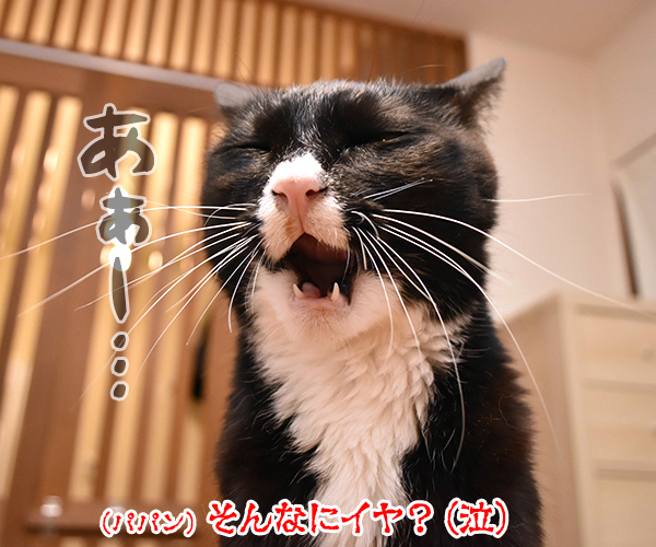 安心して生活できるように一日も早い終息を祈るわッ　猫の写真で４コマ漫画　３コマ目ッ