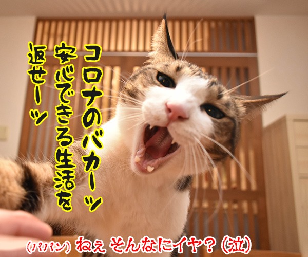 安心して生活できるように一日も早い終息を祈るわッ　猫の写真で４コマ漫画　４コマ目ッ