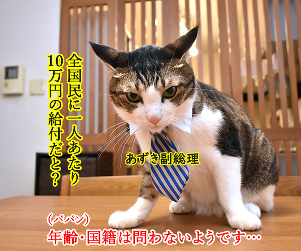 国民一人当たりに10万円給付されるのよッ　猫の写真で４コマ漫画　１コマ目ッ