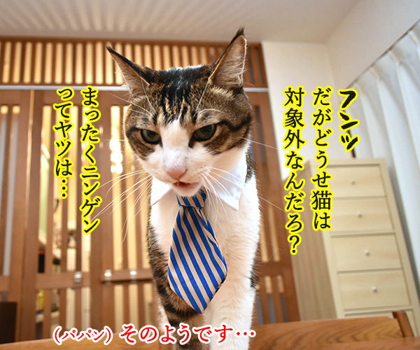 国民一人当たりに10万円給付されるのよッ　猫の写真で４コマ漫画　２コマ目ッ