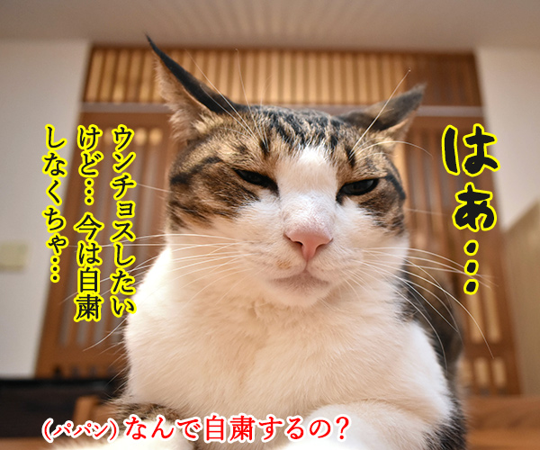 ウンチョスは自粛しなくちゃなのッ　猫の写真で４コマ漫画　１コマ目ッ