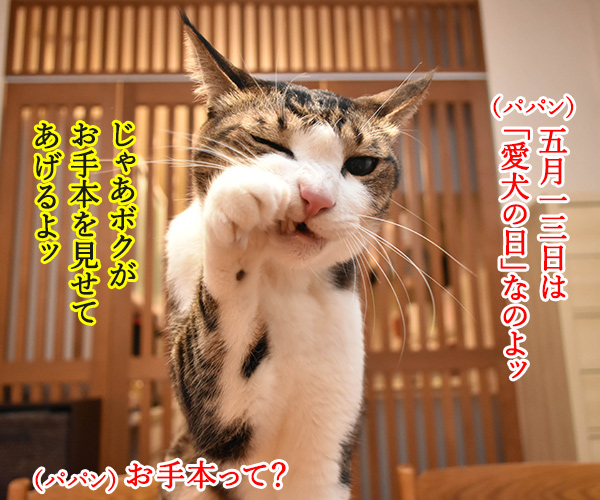 5月13日は愛犬の日なのよッ　猫の写真で４コマ漫画　１コマ目ッ