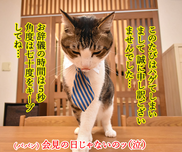 5月13日は愛犬の日なのよッ　猫の写真で４コマ漫画　２コマ目ッ