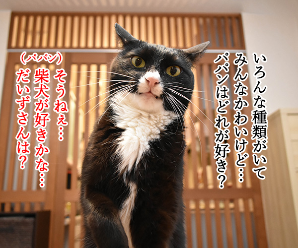 5月13日は愛犬の日なのよッ　猫の写真で４コマ漫画　３コマ目ッ